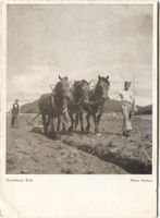 LANDWIRTSCHAFT 1940 Kanton Bern Ackerbau mit Pferd