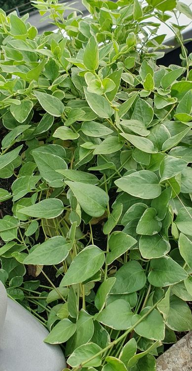 Plantes & graines: Pflanze Bodendecker Variengata immer grün Garten – Neuf (Voir description) à Stansstad par InStyle8 3