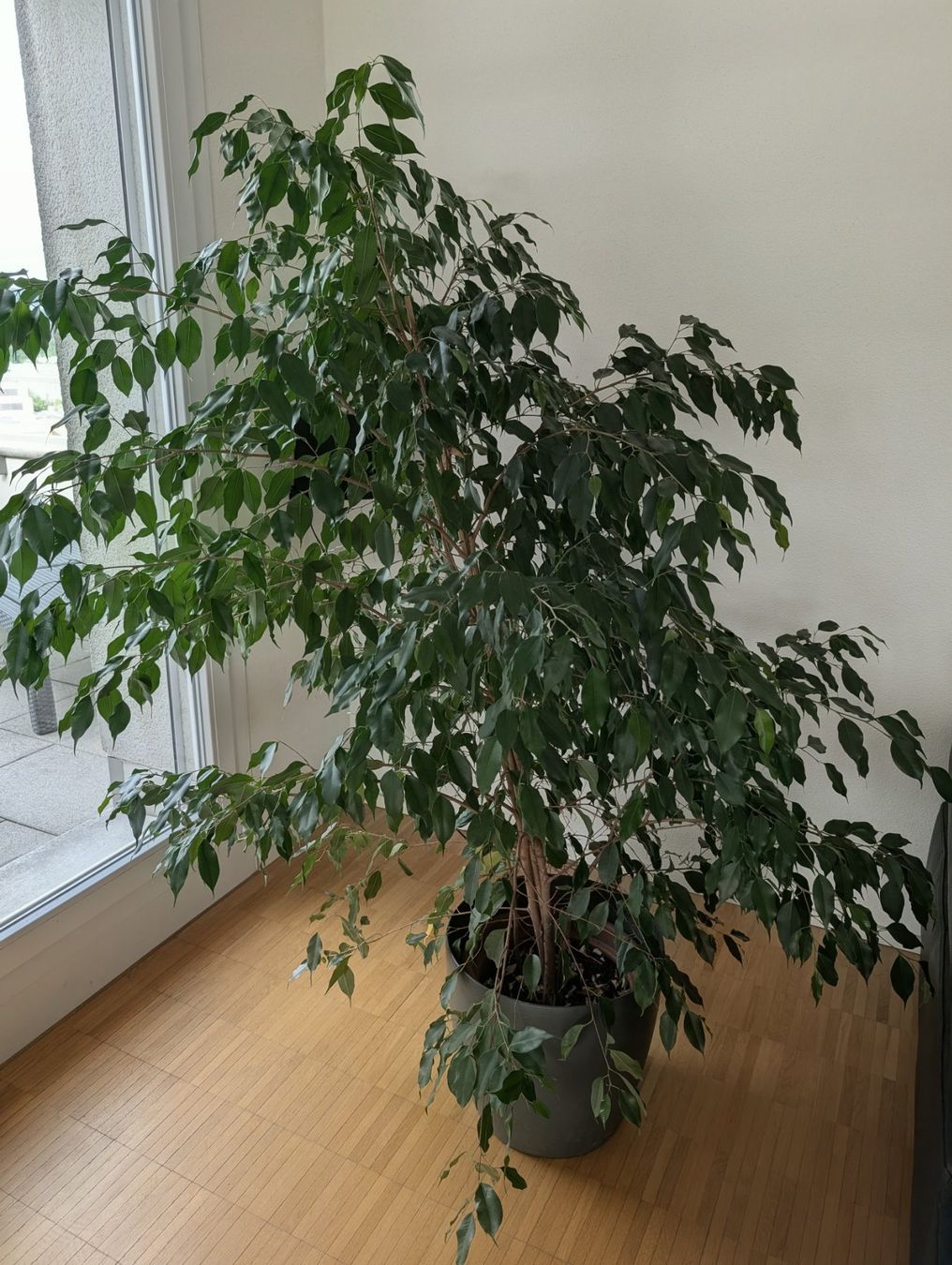 Piante & sementi: Ficus Benjamina, gross und dicht – Usato da Uster venduto da proshka74 2