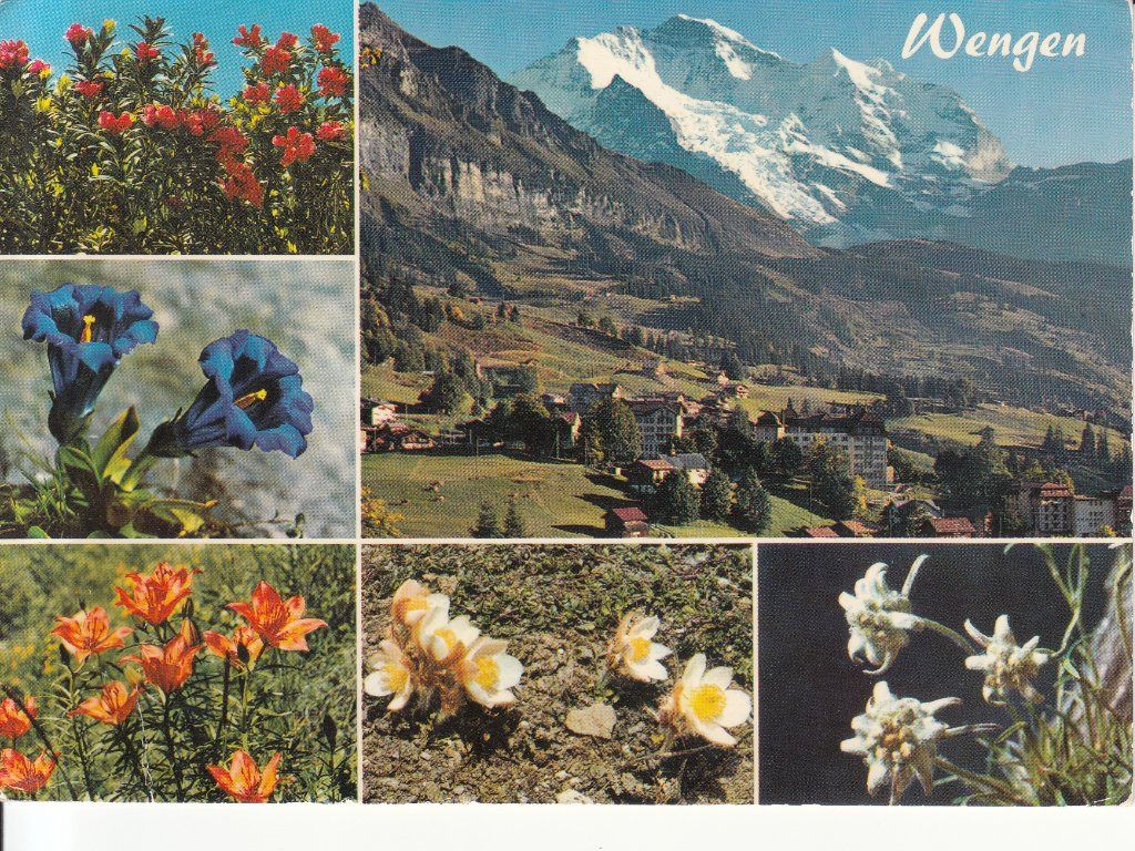 Cartoline postali: Wengen 1974 – Usato da Bürglen TG venduto da StampGraf