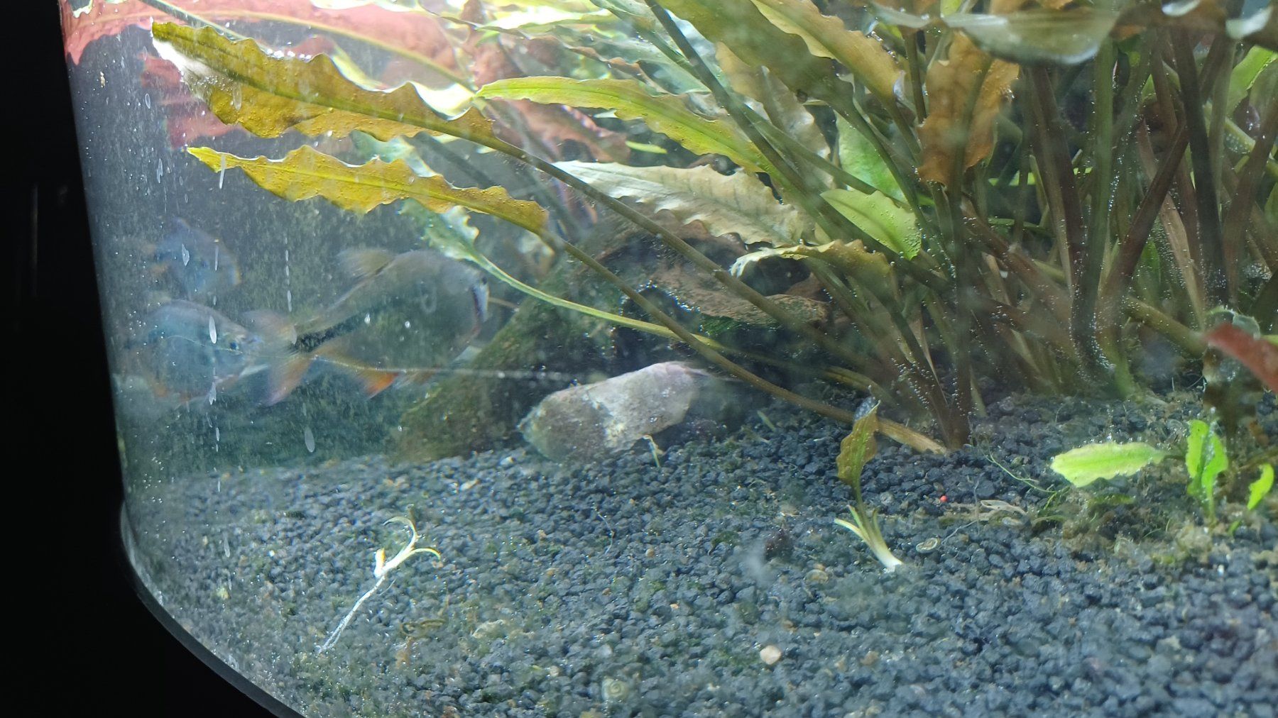 Juwel Acquari: Aquarium Juwel Trigon – Usato da Degersheim venduto da Alphi 5