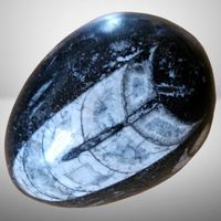 🦑 Orthoceras Fossil Ei Devon Marokko poliert 400 Mio J 🌍✨