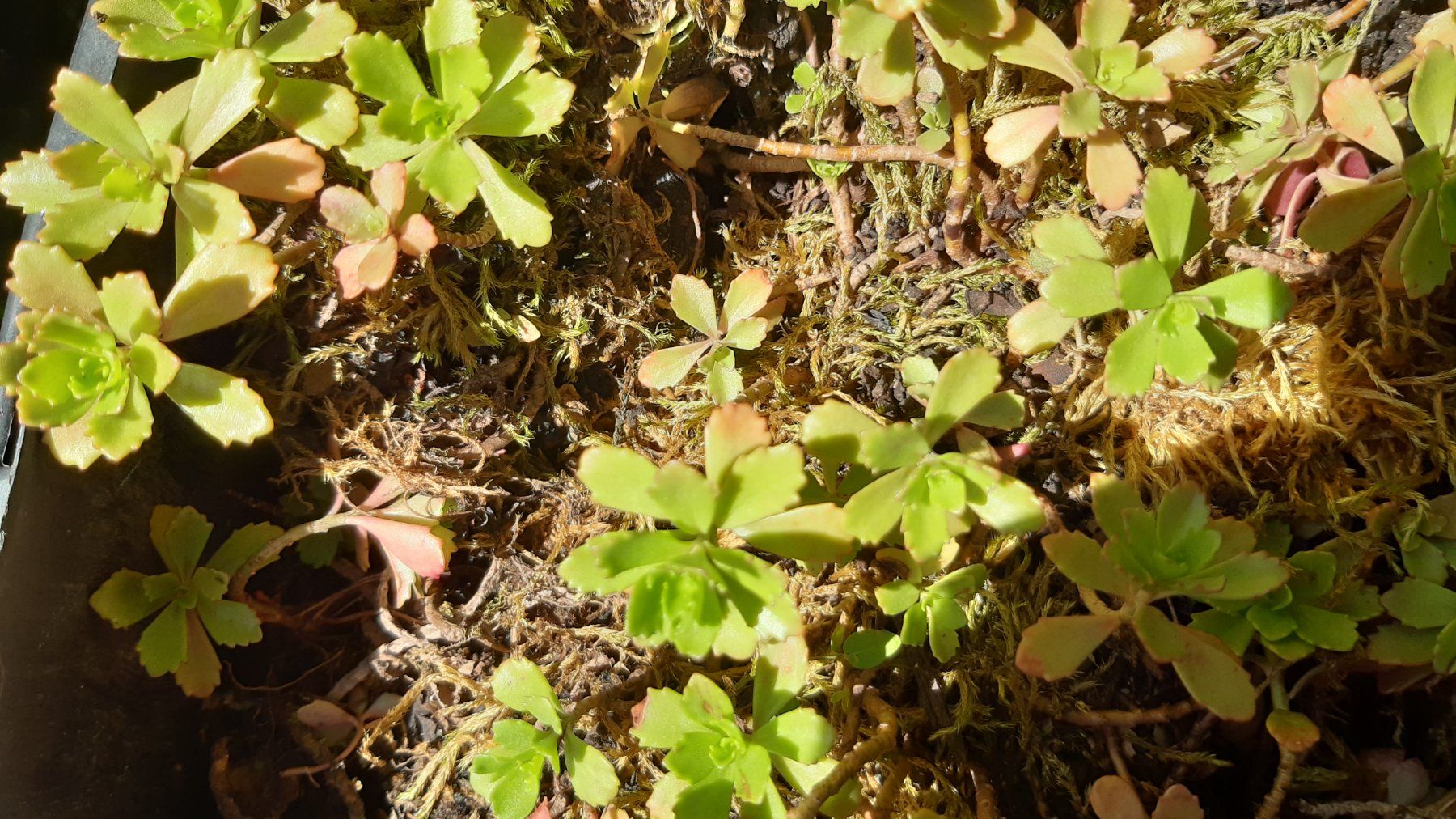 Plantes & graines: mini sedum Bodendecker-1 töpfchen mit 5 Ableger – Neuf (Voir description) à Ibach par chaemilochhobbygarte 6