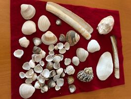 Muscheln zum Basteln