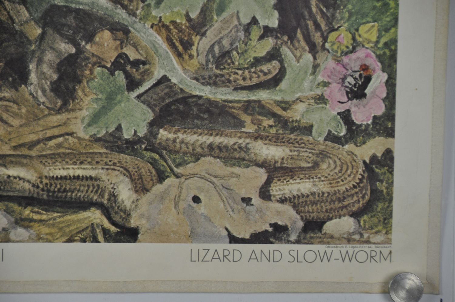 Foto & Immagini: Wandbild/Schulbild Eidechse & Blindschleiche von Hainard – Usato da Härkingen venduto da sammelbecken 2