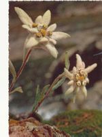 Edelweiss 1975
