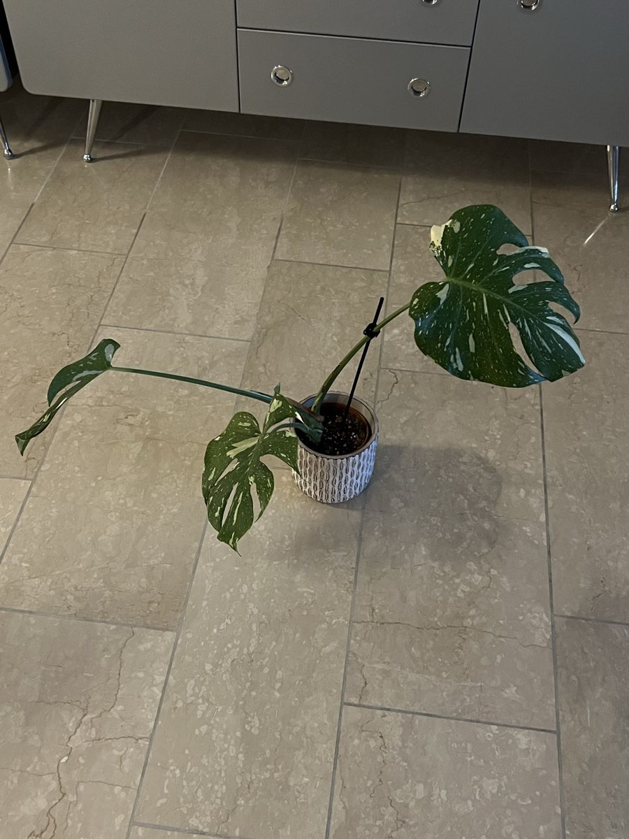 Piante & sementi: Monstera Thai Constellation – Usato da Reinach AG venduto da Manuel63637 2