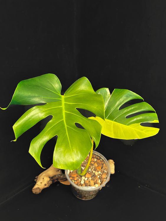 philodendron glad hands beauty Philodendron Glad Hands Beauty main image 0