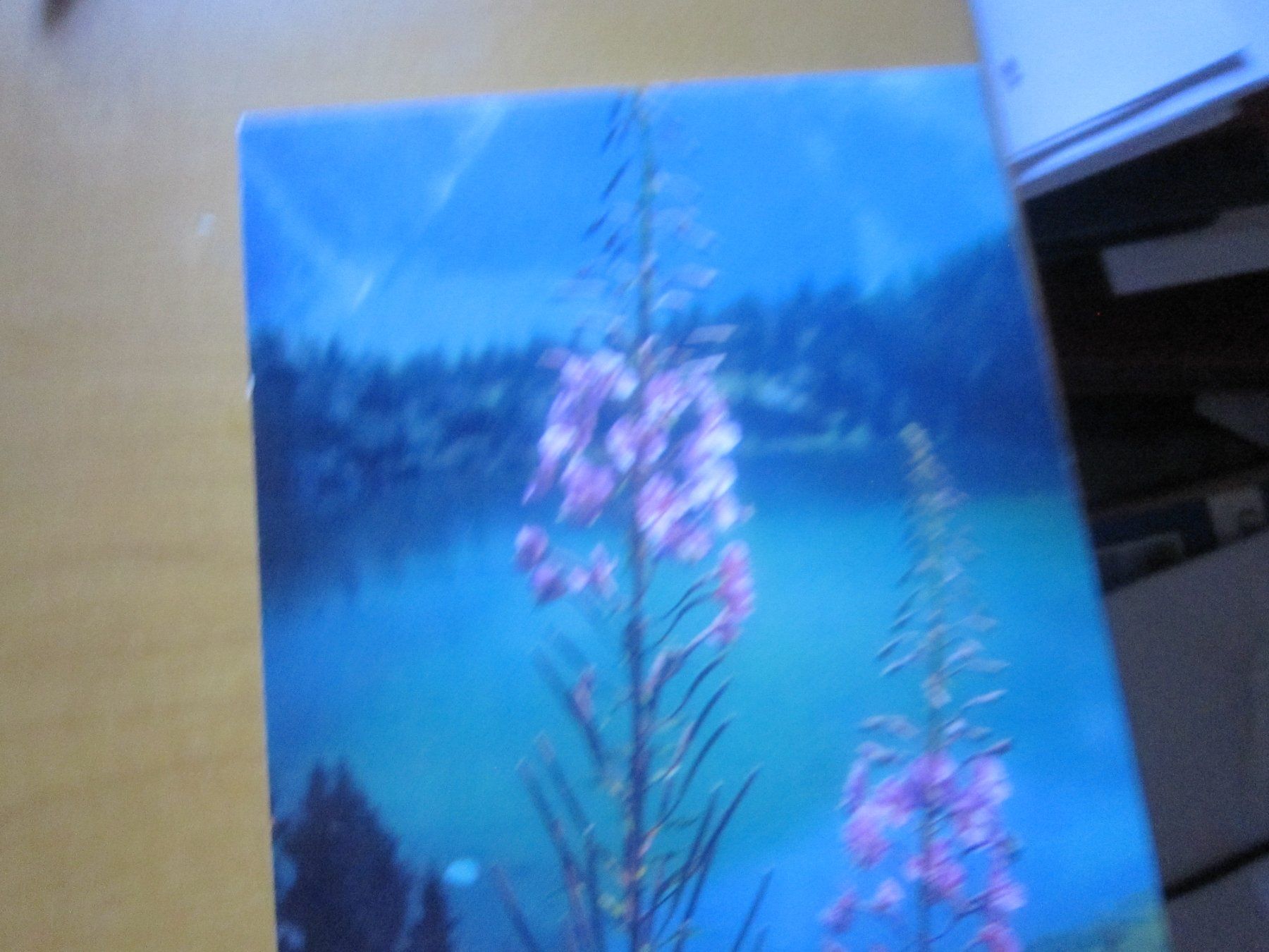 Ansichtskarten: No 2 Postkarten Bergblumen – Gebraucht aus Gordola von Polentaefung 6
