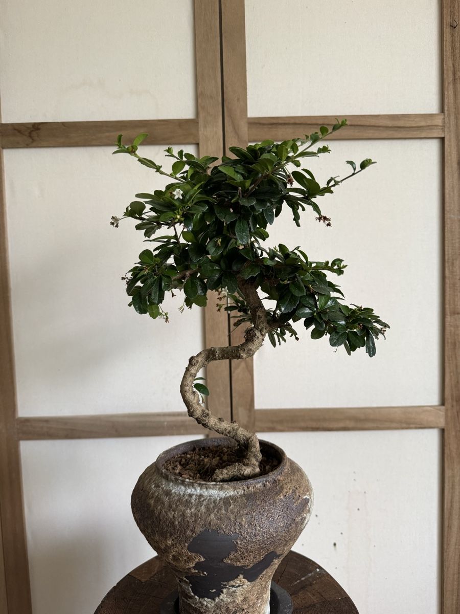 Pflanzen & Samen: Fukientee Bonsai 50cm – Gebraucht aus Rümlang von Gruseh.ch 7