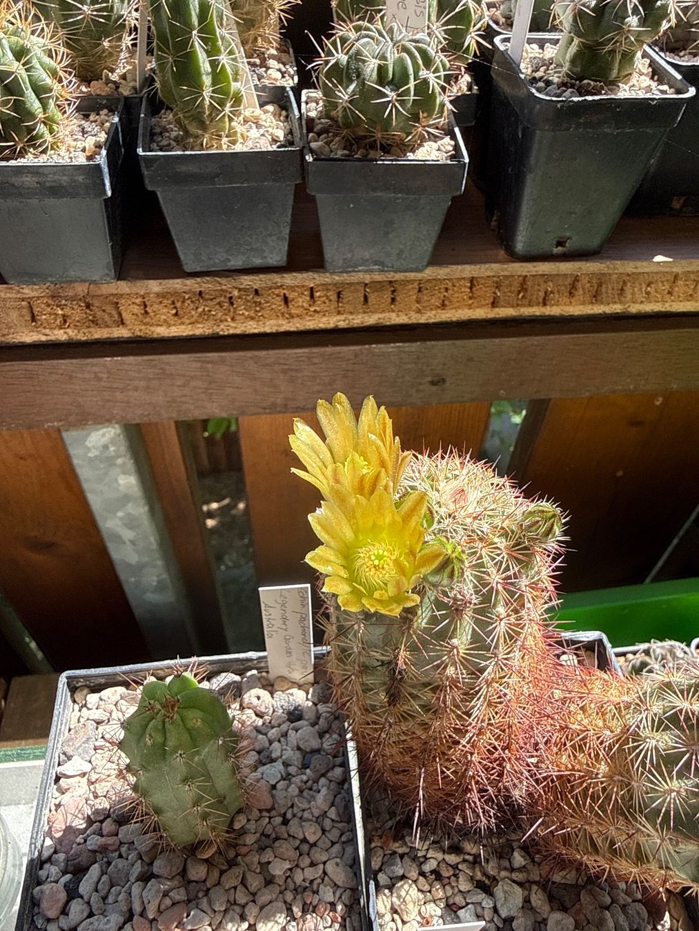Piante & sementi: Echinocereus viridiflorus Hybrid – Usato da Rorbas venduto da SimS0n 4