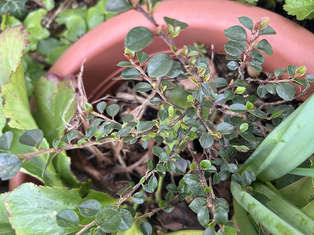 Pflanzen & Samen: 5 Blumen im Topf  – Gebraucht aus Frauenfeld von Irene.Schuppli 3
