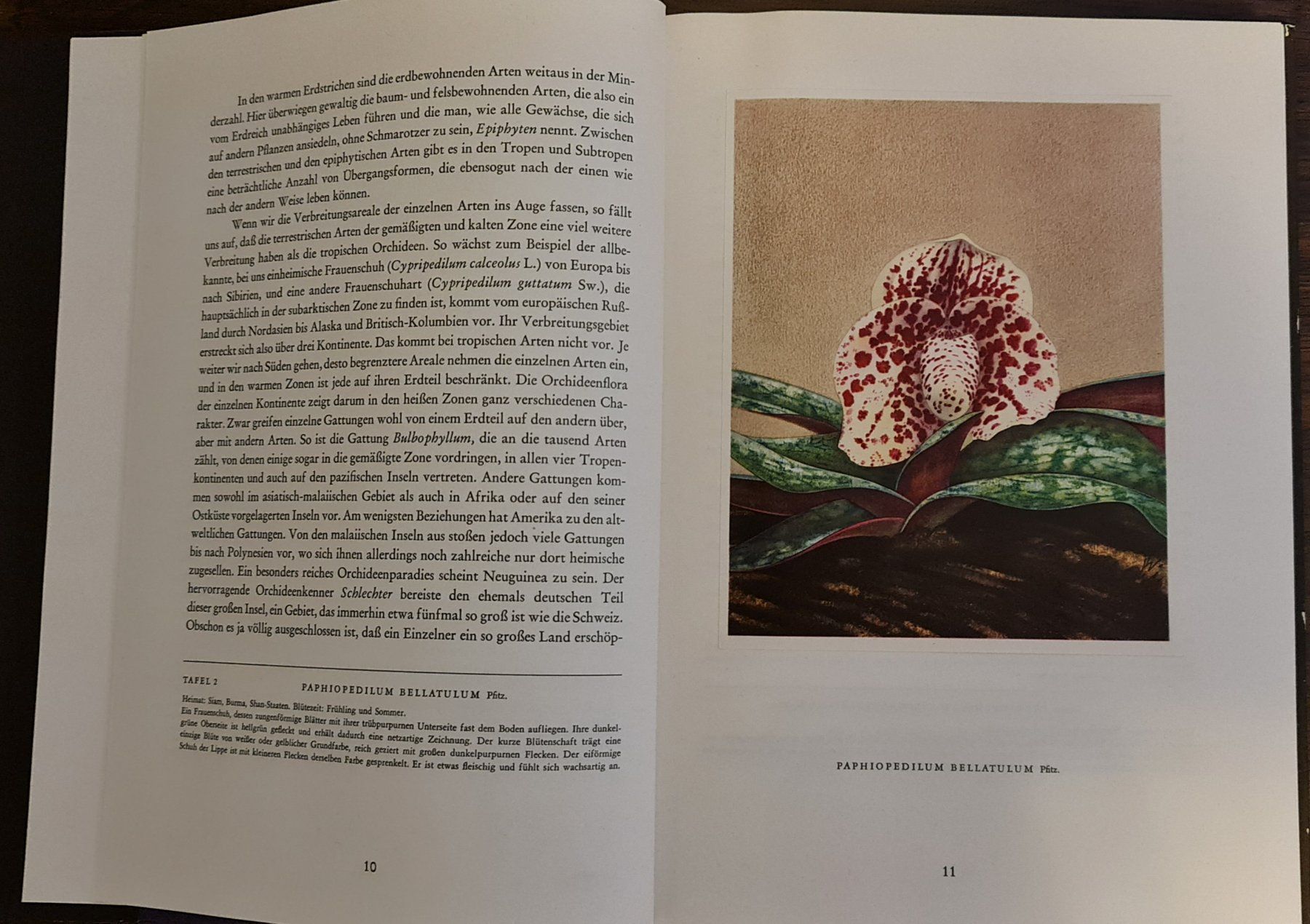 Libri: Orchideen Buch – Usato da Baden venduto da swiss-alps 2