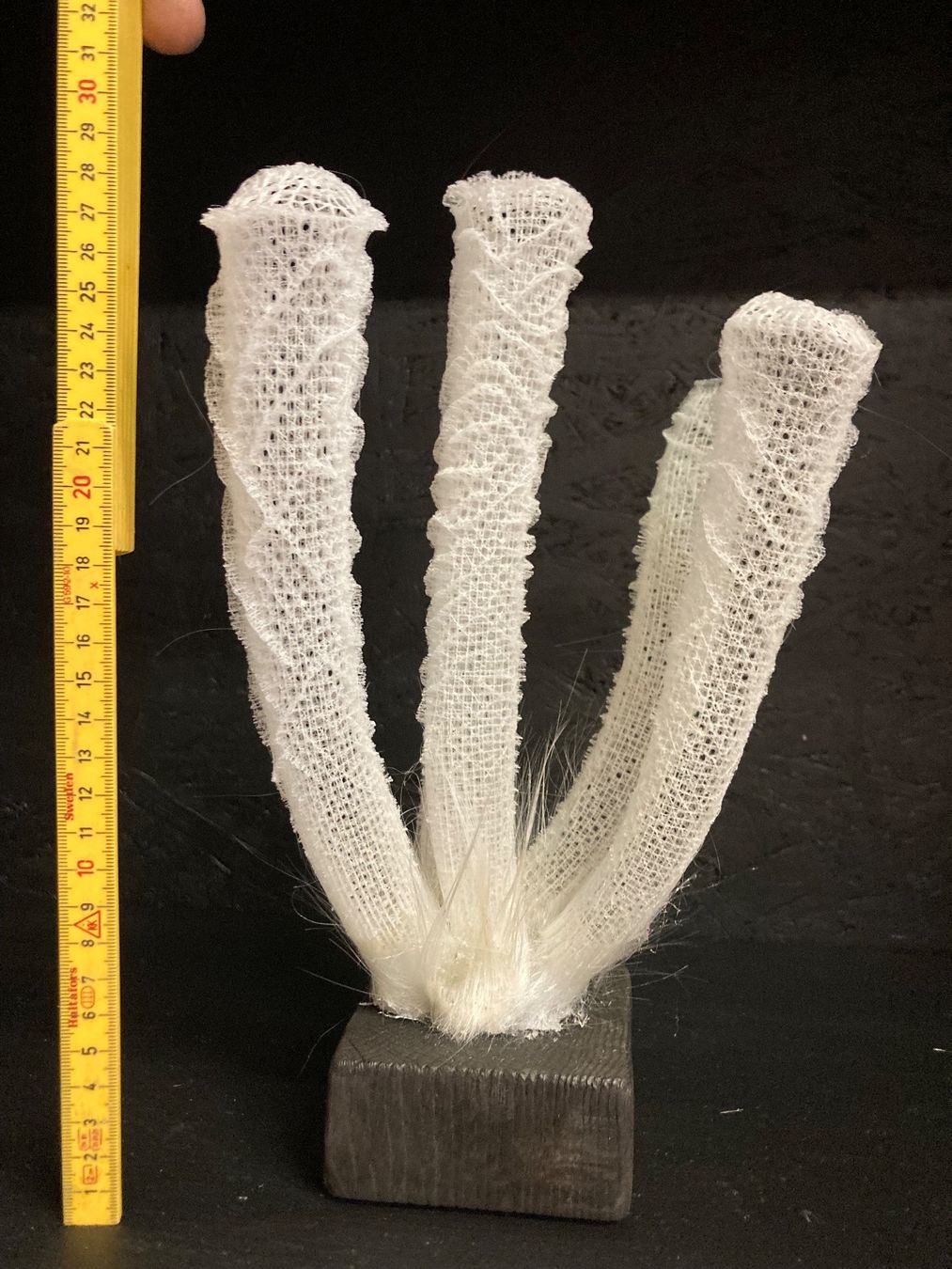 Fossili: Giesskannenschwamm 2 – Nuovo (secondo la descrizione) da Grosswangen venduto da arum01
