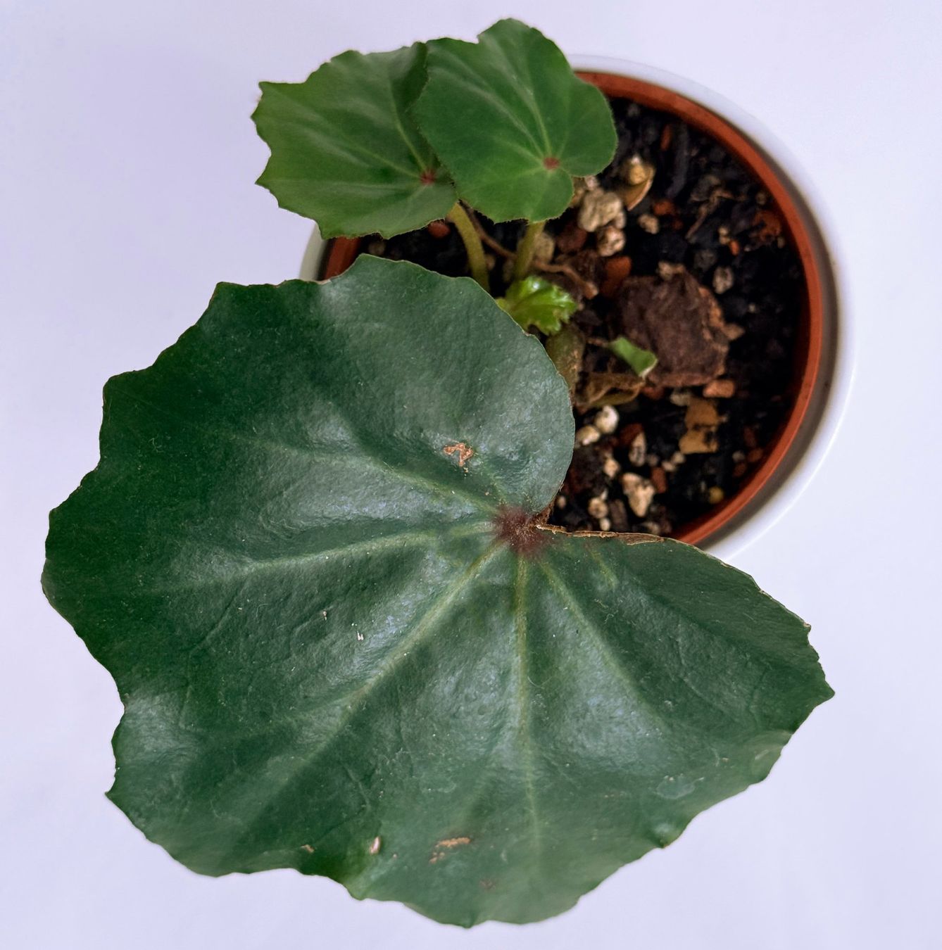 Piante & sementi: BEGONIA*PANCAKE***** – Nuovo (secondo la descrizione) da Dübendorf venduto da Orchid18