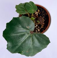 BEGONIA*PANCAKE*****
