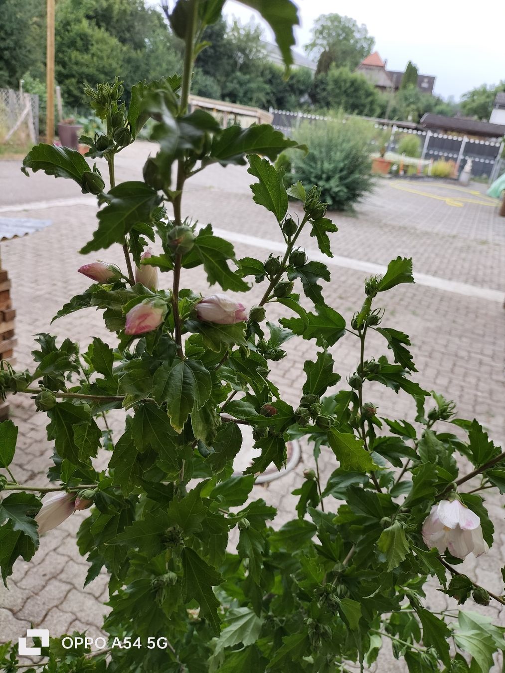 Pflanzen & Samen: Hibiskus Winterhart – Gebraucht aus Attelwil von Schneider76 1