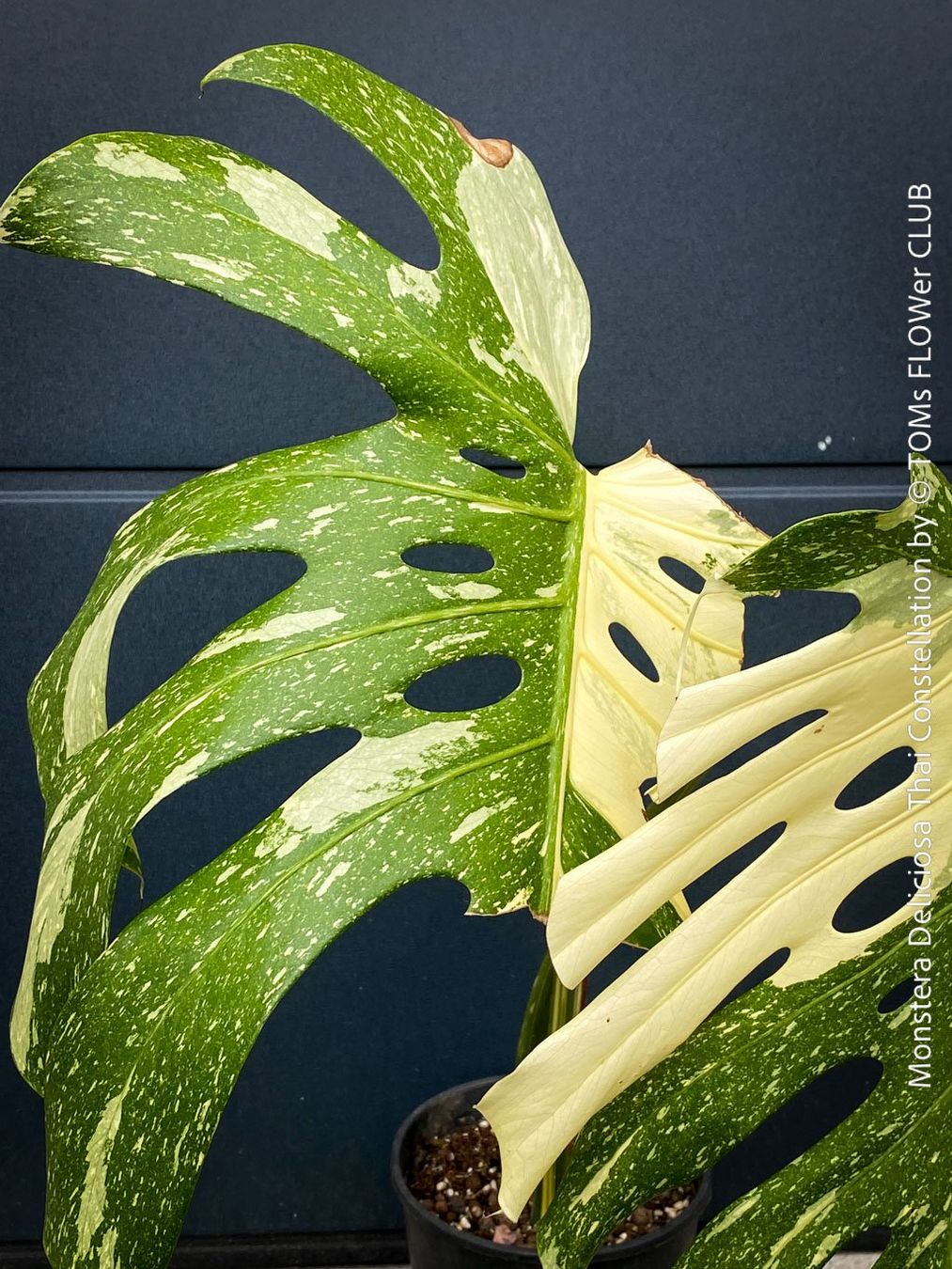 Piante & sementi: Monstera Deliciosa Thai Constellation - Kopfsteckling – Nuovo e nell'imballaggio originale da Adliswil venduto da astom369 3