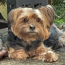 Profile image of Minendie