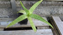 Aloe bereits gut verwurzelt sukkulente pflegeleichte Pflanze