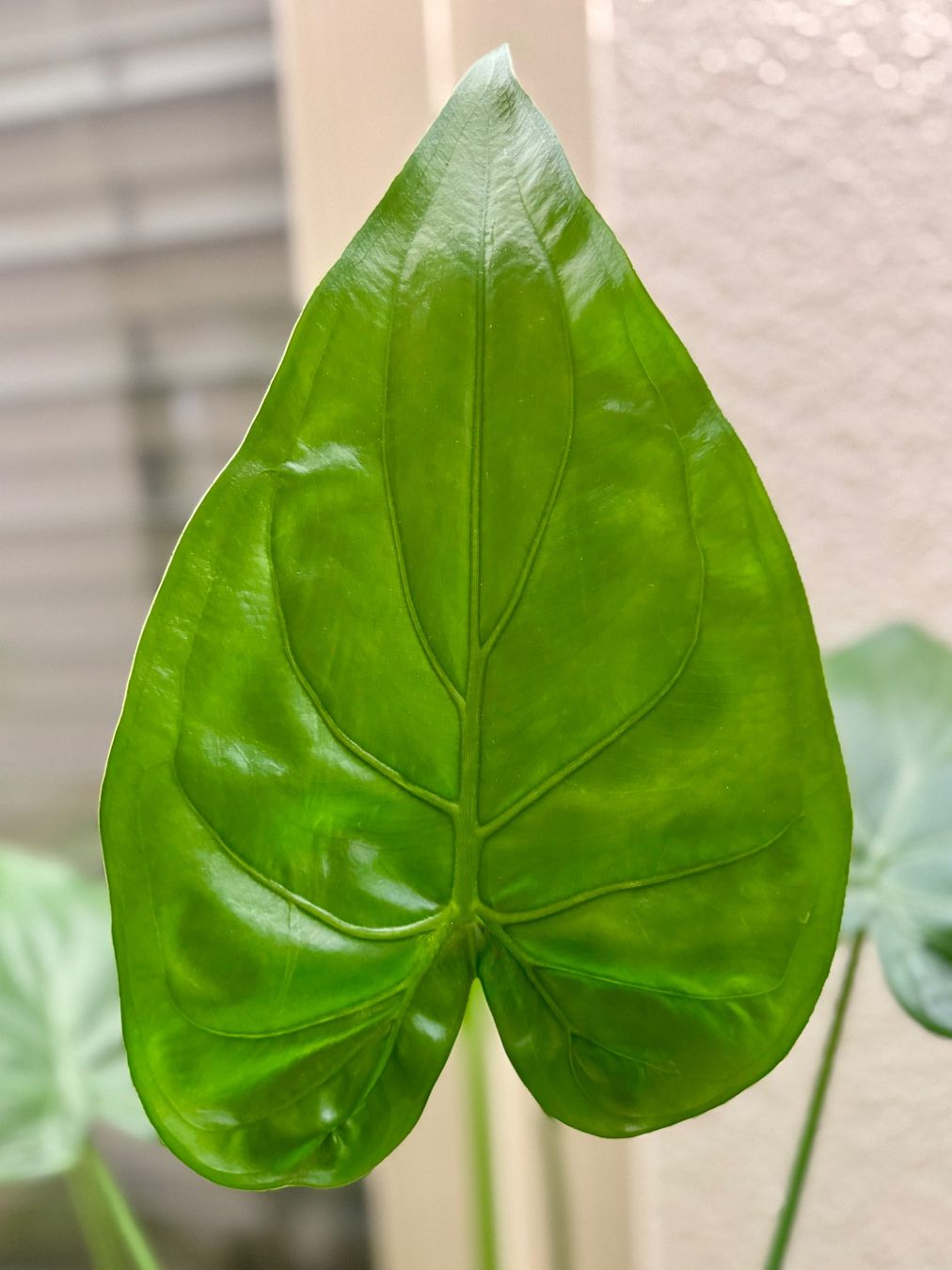 Plantes & graines: Alocasia Cucullata Rhizome 🌱 – Neuf (Voir description) à Bülach par Bloom_Witch