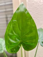 Alocasia Cucullata Rhizome 🌱