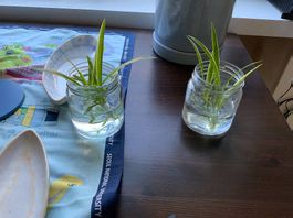 Grünlilie im Glas