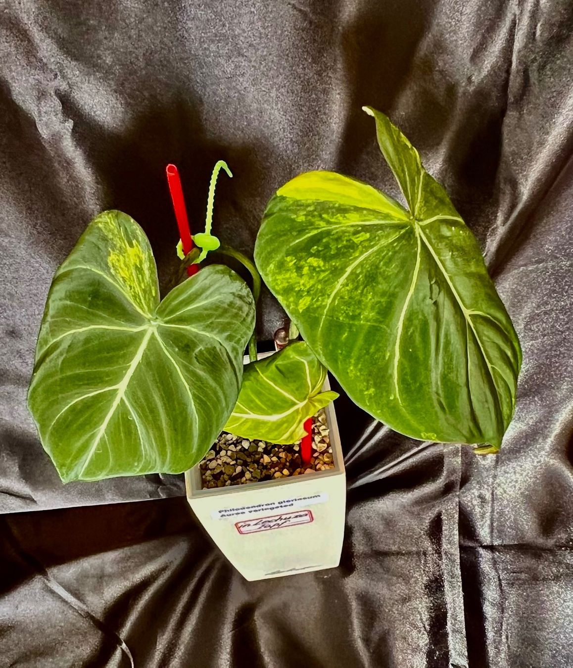 Piante & sementi: Philodendron gloriosum Aurea variegated – Usato da Zofingen venduto da Erfolg1957 1