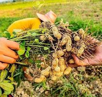 10 Erdnusssamen "ARACHIS HYPOGAEA" zum Keimen 🥜 10 graine‪