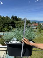 Tolle Ziergräser im grossen Topf - Sommerdeko für Balkon!