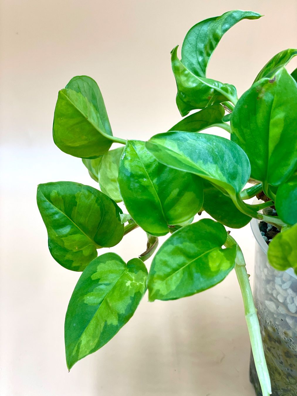 Pflanzen & Samen: Epipremnum ‘Global Green’ – Neu (gemäss Beschreibung) aus Zürich von Leafscape 1
