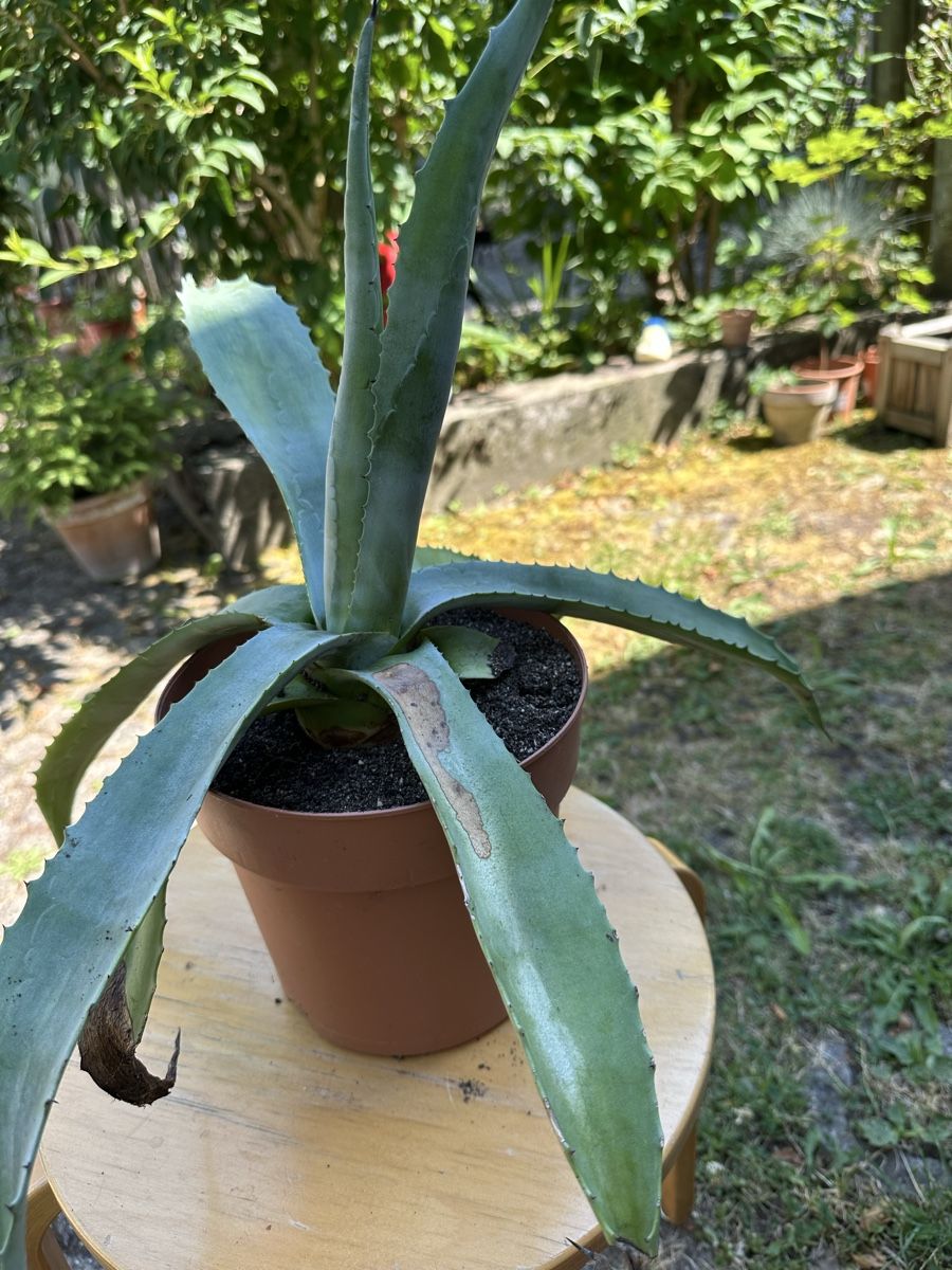 Piante & sementi: Agave 30 cm – Usato da Ottikon venduto da lo99 1