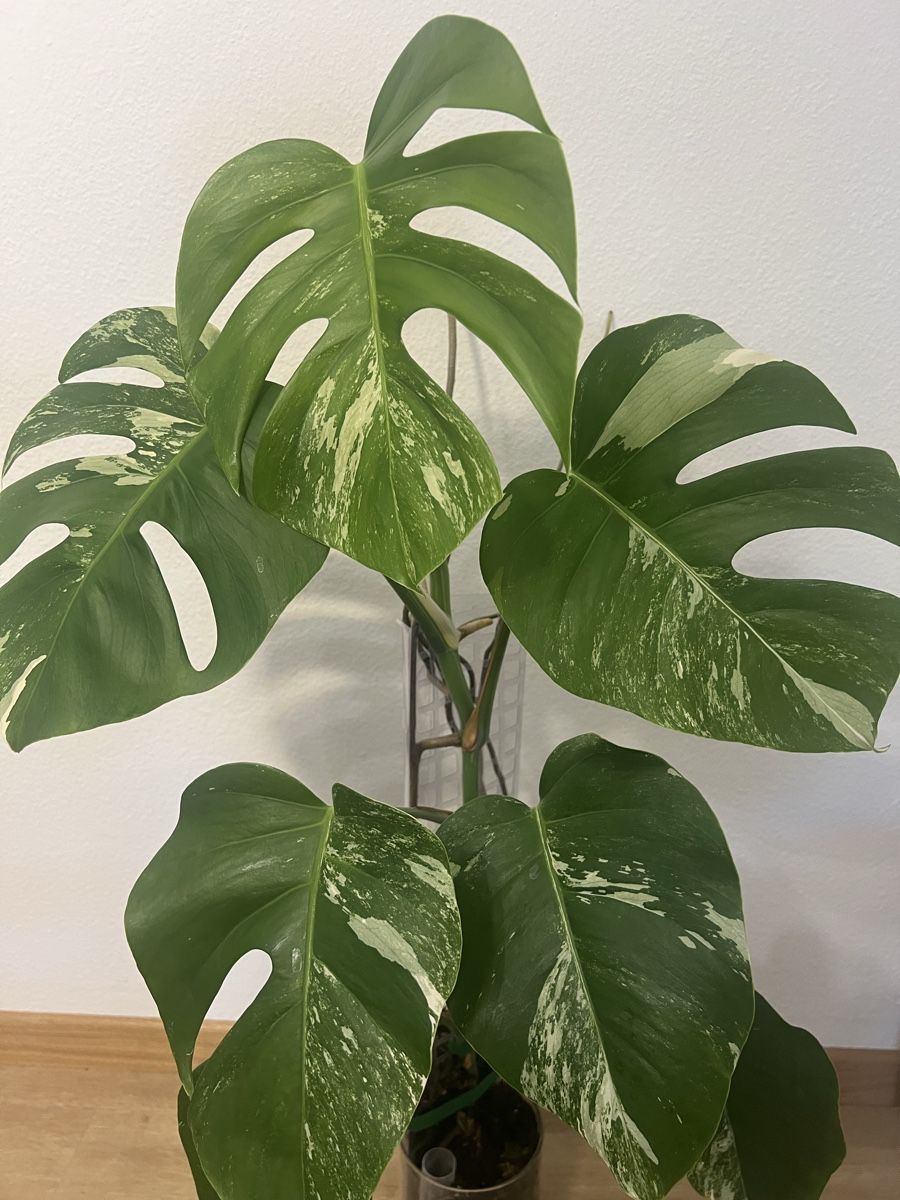 Plantes & graines: Monstera Albo Variegata – D'occasion à Reinach AG par Manuel63637