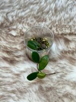 Hoya spectatissima