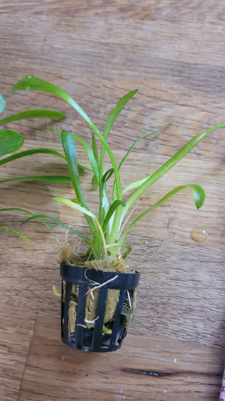 Plantes & graines: Sagittaria teres – Neuf (Voir description) à Saxon par Sebdem 1