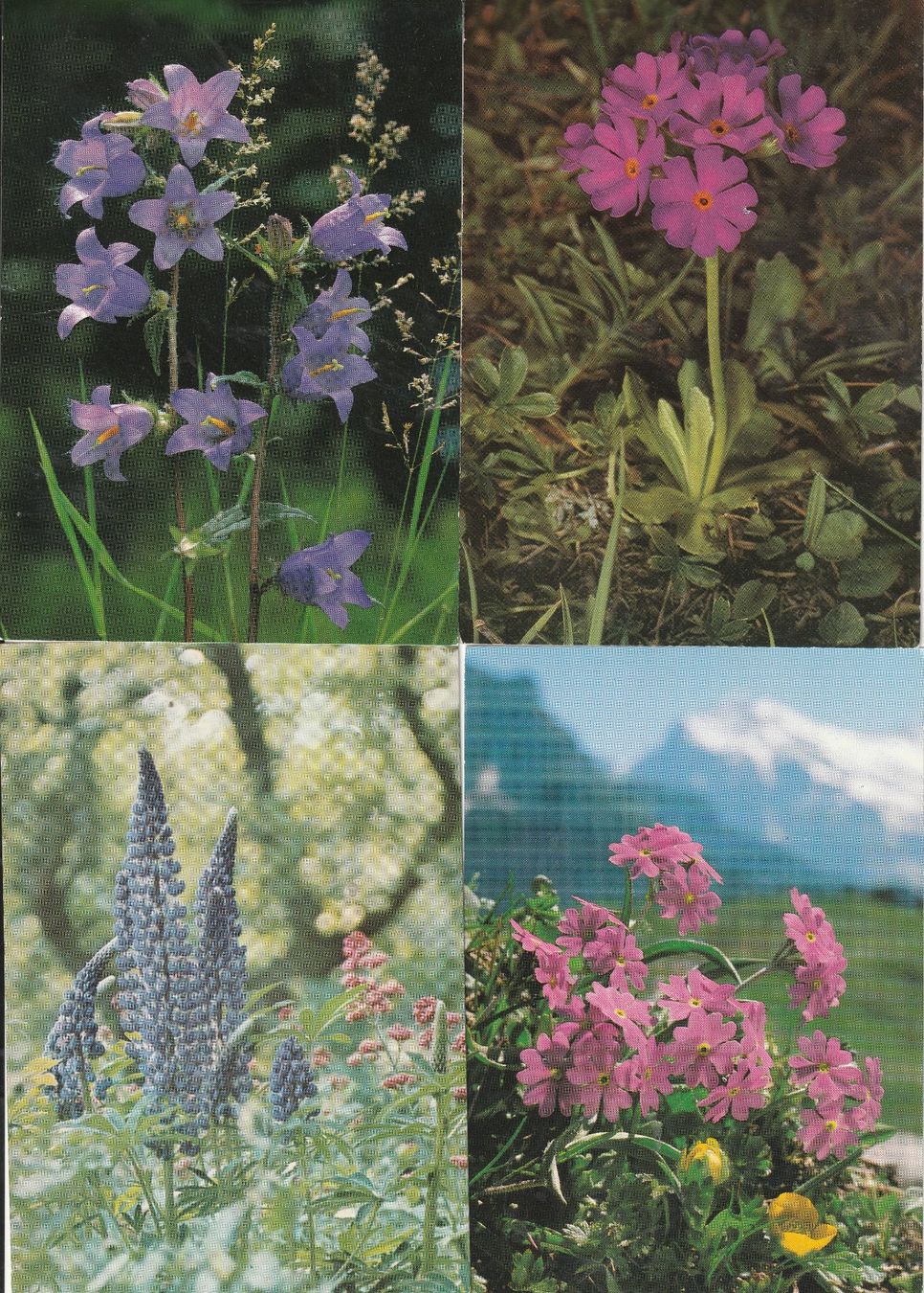 Cartoline postali: 40 Schöne Blummenkarten – Usato da Lumbrein venduto da made02 8