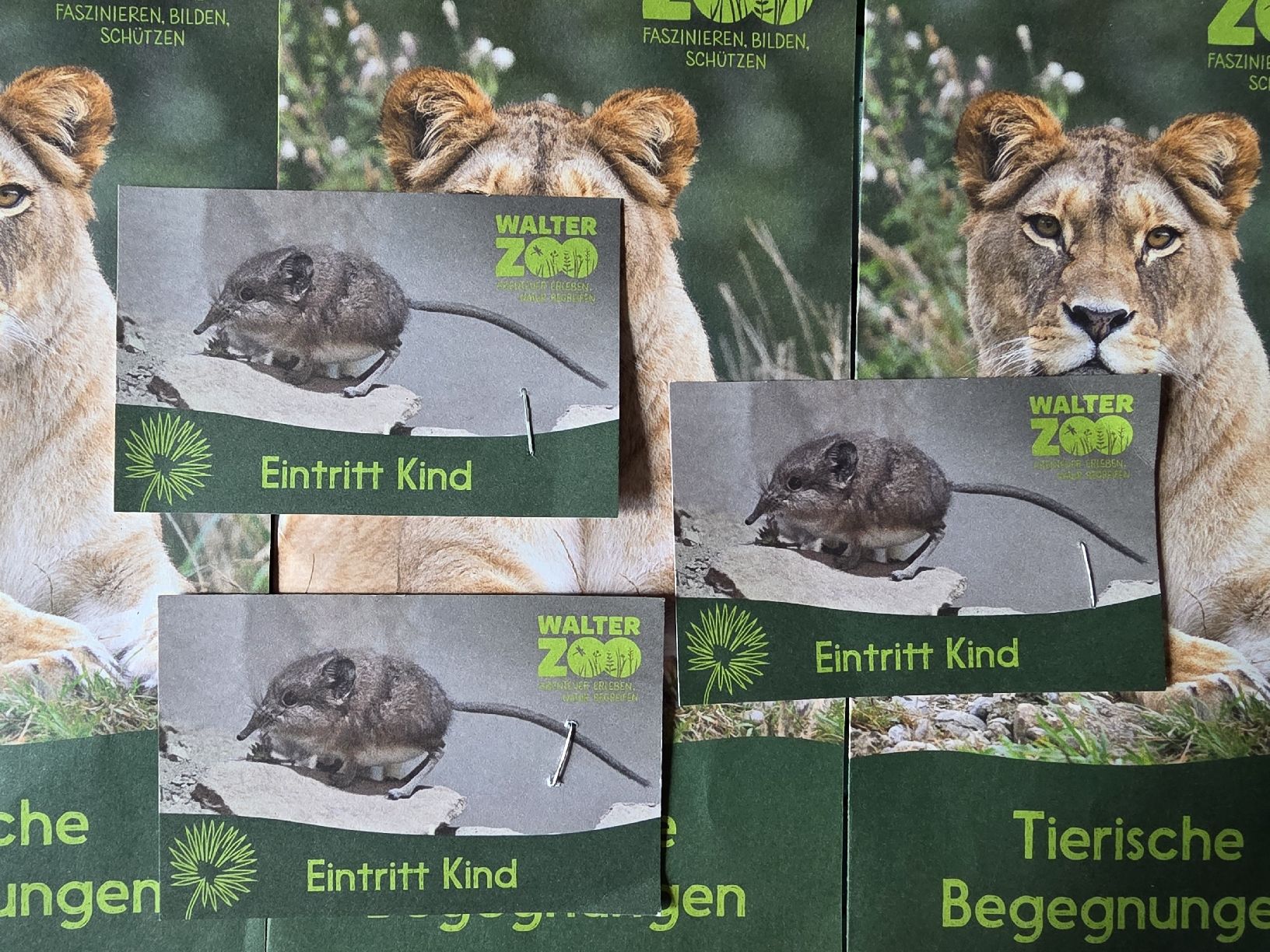 Buoni: Gutschein Walter Zoo 3× Kinder – Nuovo (secondo la descrizione) da Gossau SG venduto da worklifebalance