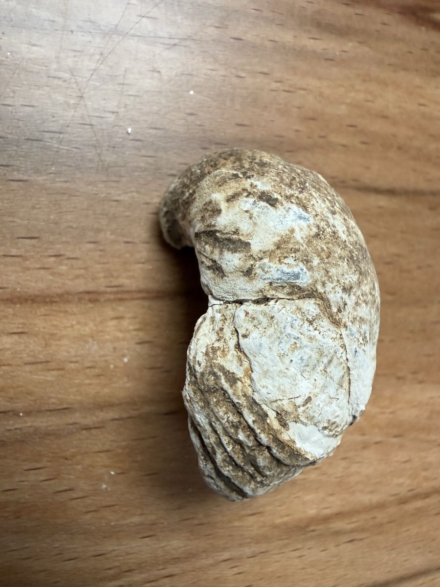 Fossilien: Versteinerte Muschel – Gebraucht aus Grenchen von Bastet007 2