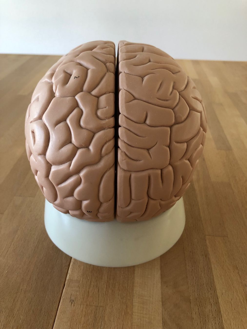 Modellbausätze & Standmodelle: Anatomisches Modell Gehirn – Gebraucht aus Zug von jim_floyd 7