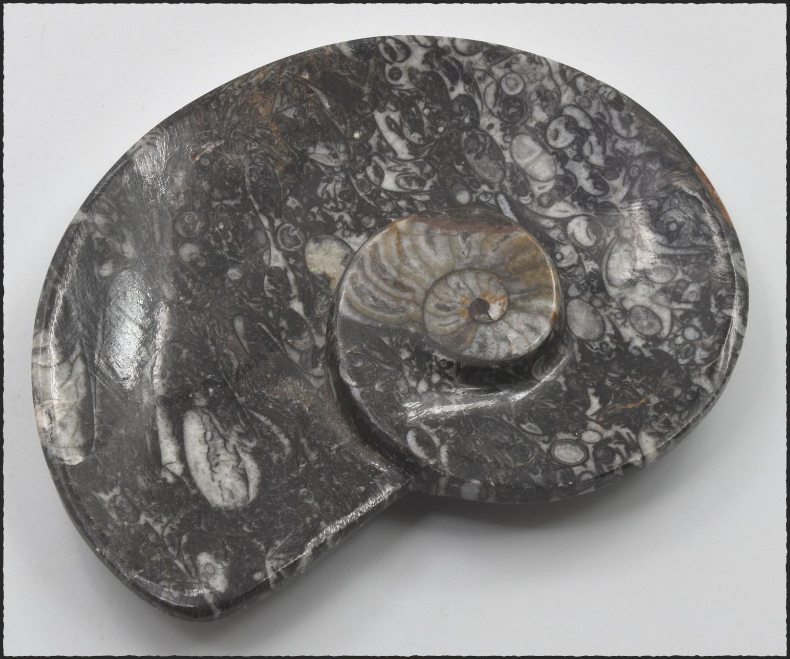 Fossili: Orthocera Fossil Schlüsselschale oder Schmuckschale – Nuovo e nell'imballaggio originale da Oberglatt ZH venduto da Goldfee1 4