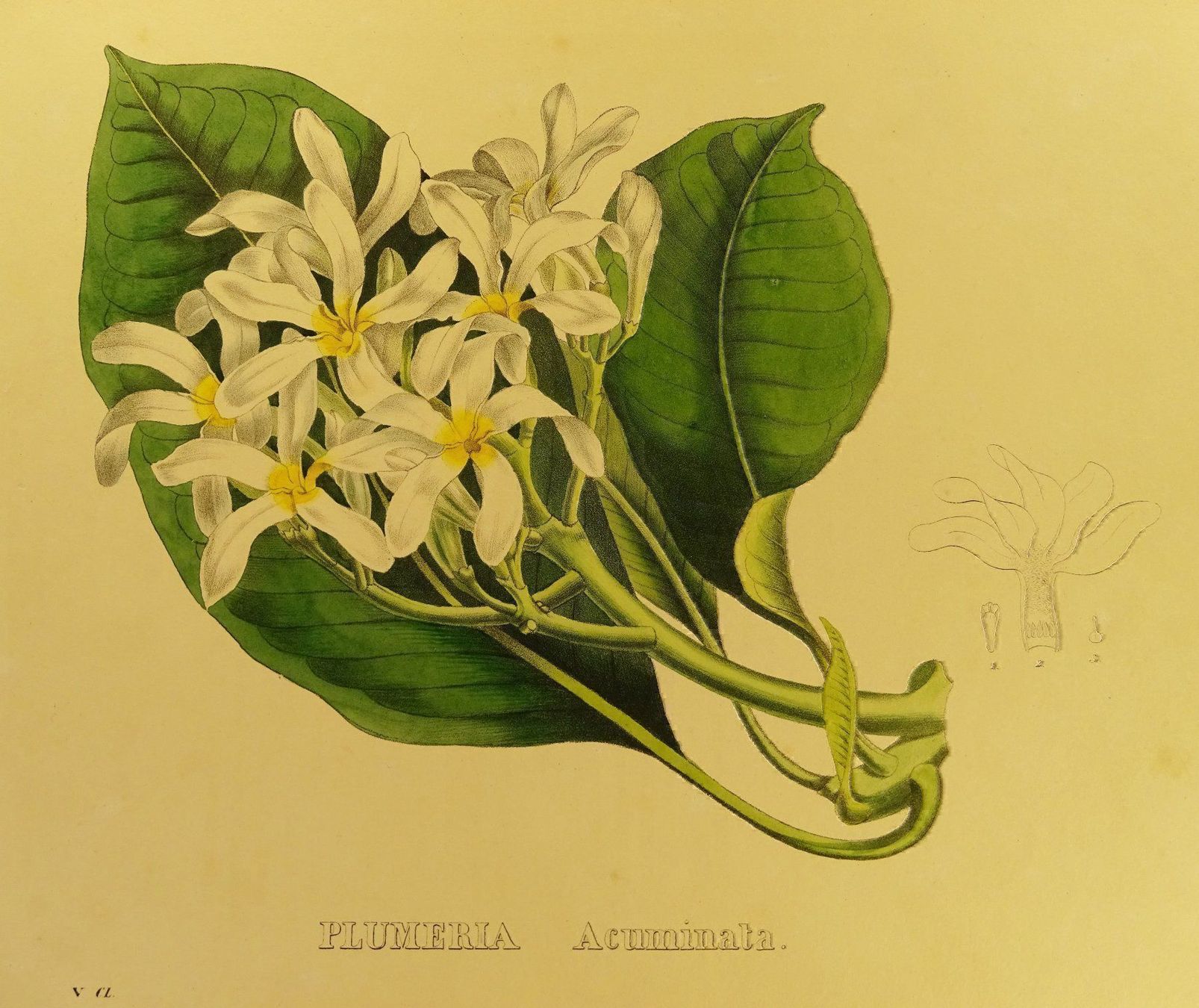 Grafica & Litografie: PLUMERIA ACUMINATA, LITHOGRAPHIE UM 1880 – Usato da Grüningen venduto da Kartensammler