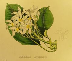 PLUMERIA ACUMINATA, LITHOGRAPHIE UM 1880