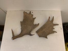 2 Elchgeweihe