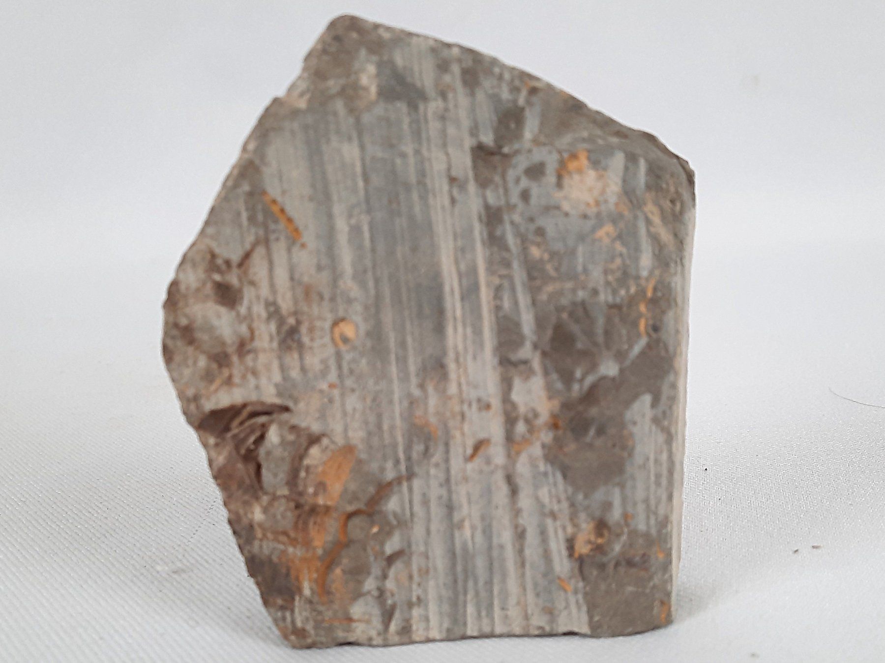Fossili: Fossile Trilobiten in Matrix – Usato da Beinwil am See venduto da Restwert_Beinwil 5