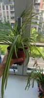 Spider plant (Chlorophytum comosum)