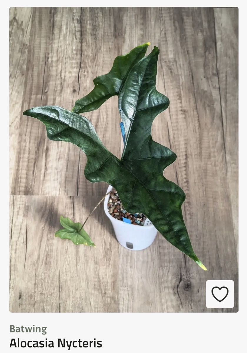 Plantes & graines: Alocasia Nycteris Batwing Rhizom – Neuf (Voir description) à Scherzingen par Elefantenohr.ch 1