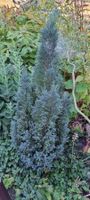 Zypresse Koniferen Pflanze blau Nadelbaum guter Zustand