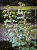 Hedera Helix Erecta - architektonischer Efeu