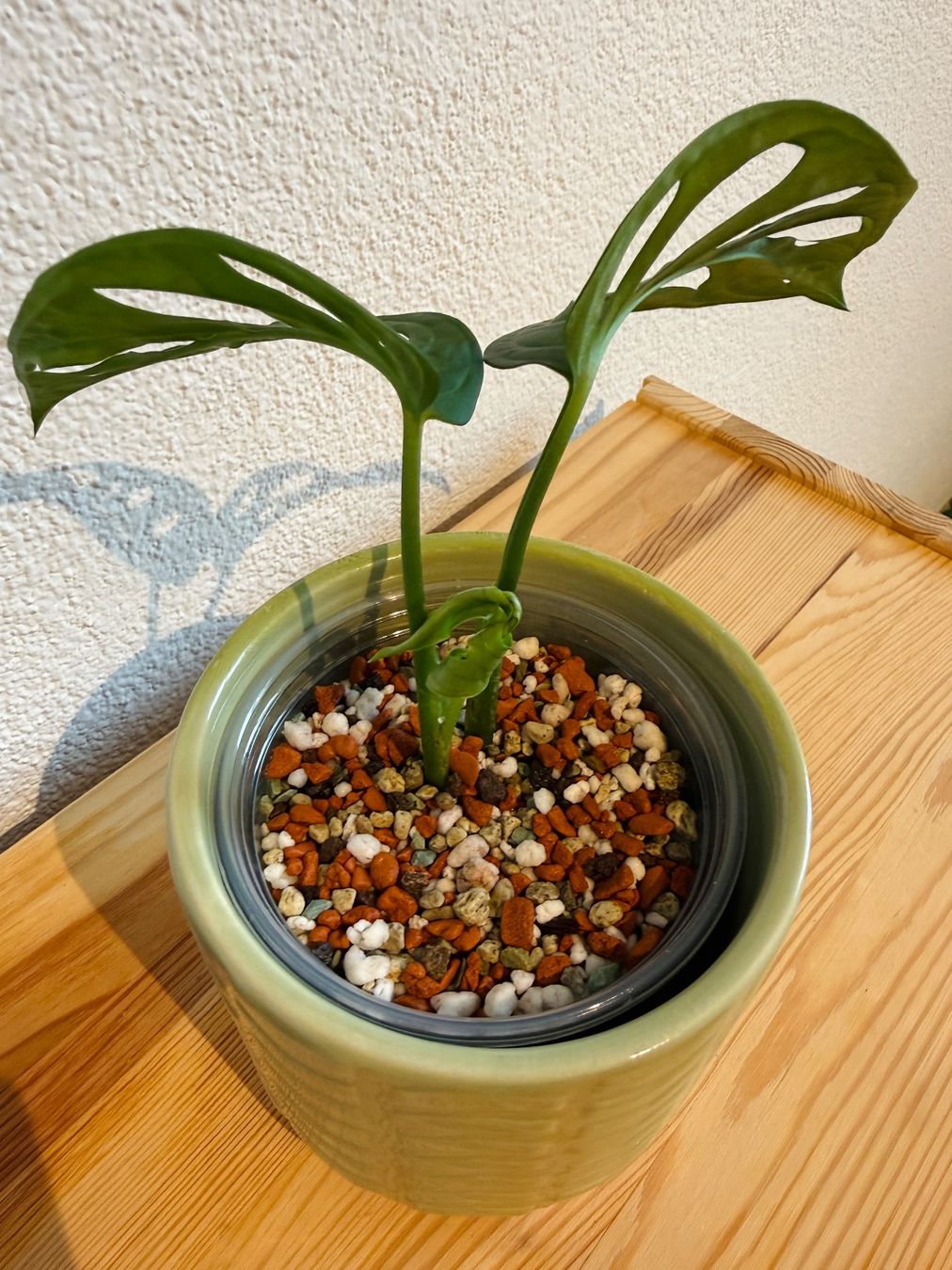Piante & sementi: Monstera Adansonii – Usato da Wald ZH venduto da 2kndPlant 1