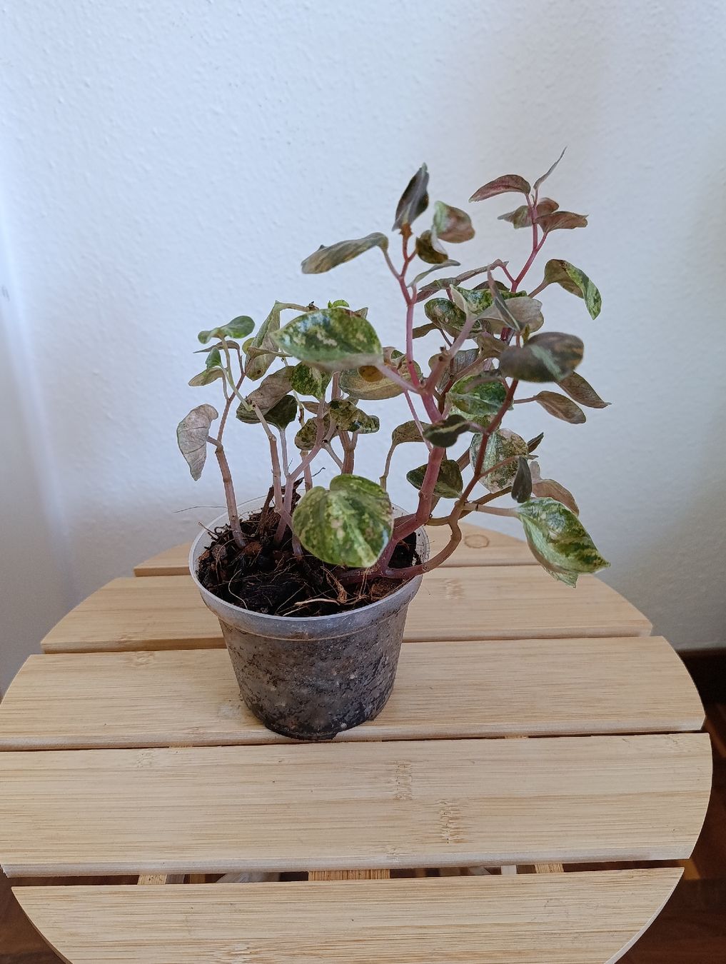 Piante & sementi: Peperomia Creme Brulee – Usato da Baar venduto da L.isa28 1